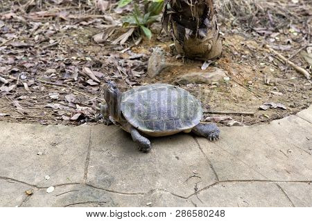 Big Turtle At Vietnam National Park, Vietnam