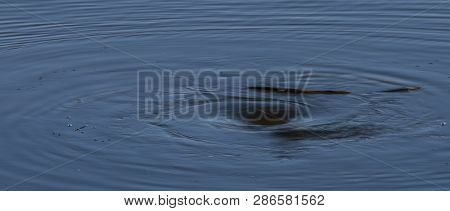 Whirlpool In Rozmberk Pond With Nice Blue Water And Orange Stick