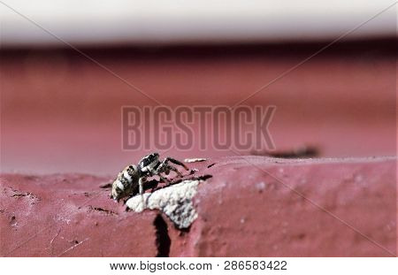 Small Zebra Spider On A Sunny Window Ledge