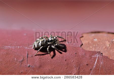 Small Jumping Zebra Spider, Salticus Scenicus, On A Sunny Window Sill