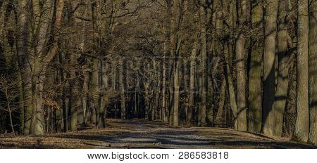 Path With Leaf Old Trees Near Rozmberk Pond In Winter Sunny Day