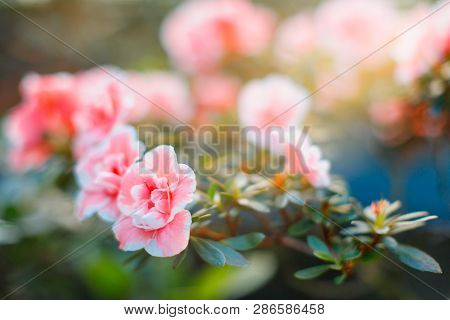 Closeup Of Flowering Colourful Azaleas In Greenhouse In Sunny Day With Beautiful Light, Soft Focus. 