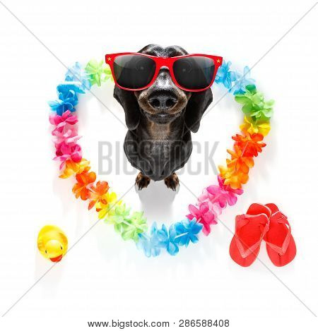 Suasage Dachshund  Dog In Love For Happy Valentines Day With Rainbow  Flower Chain In Heart Shape  ,
