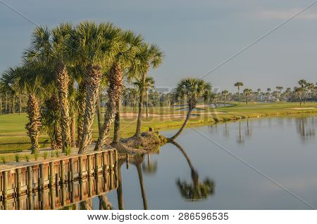 Palm Trees On Lake Vedra. Ponte Vedra Beach, Florida