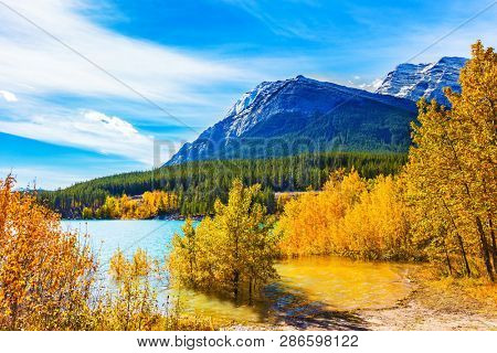 Concept of active, ecological and photo tourism. Artificial Abraham lake reflects the golden foliage of aspen and birches. Autumn flood of Abraham lake