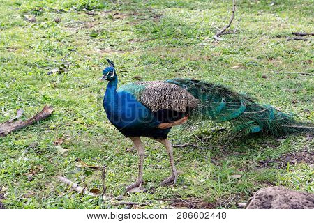 Hawaii Oahu Blue Peacock In Makaha Valley