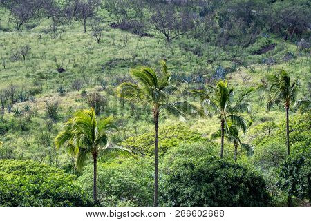 Makaha Valley With Tree Diversity On The West Coast Of Oahu