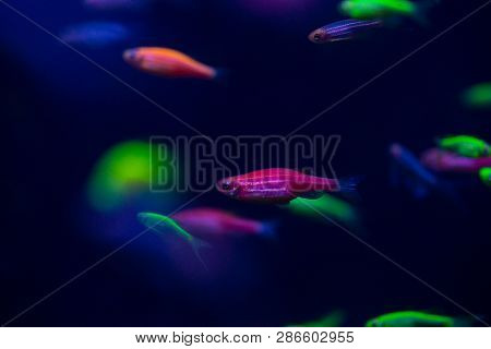 Nice Danio Glow Fish Freshwater Pets Aquarium River Mutation