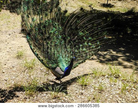 Peacock, Beautiful Graceful Bird, Peacock Profile With Bright Plumage, Beautiful Bird, Tropics, Hot 