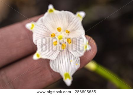 Snowdrop Spring Flowers.delicate Snowdrop Flower Is One Of The Spring Symbols .the First Early Snowd