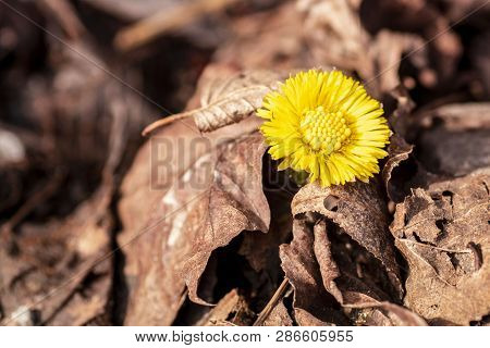 Yellow Flower Grew From Under The Stone In Early Spring,early Spring Blooms Of Coltsfoot Signaling W