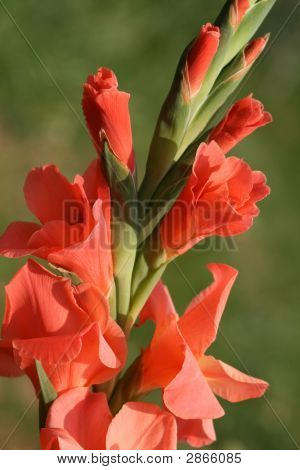 Gladiola