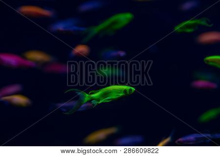Nice Danio Glow Fish Freshwater Pets Aquarium River Mutation