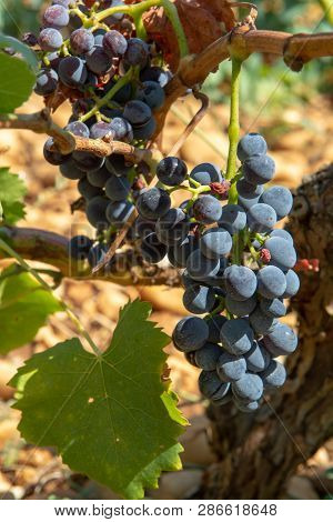 High Quality French Wine Production, Red Wine Ripe Grapes Plants Growing In  Chateauneuf De Papes, P