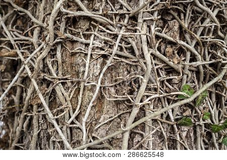 Winding Leafless Branches Of Ivy And One Small, Thin Green Plant Crawl Up The Trunk Of The Tree Intr