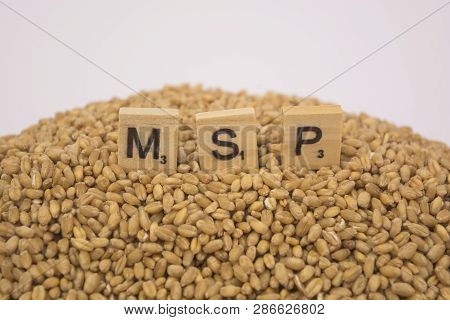 Concept Of Msp Or Minimum Support Price Of Wooden Blocks On Pile Of Wheet Grains On Isolated Backgro