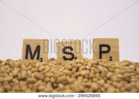 Concept Of Msp Or Minimum Support Price Of Wooden Blocks On Pile Of Wheet Grains On Isolated Backgro