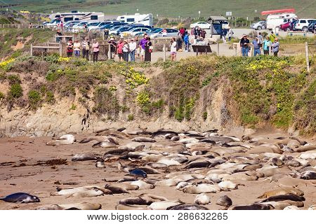 Elephant Seal Vista Point, San Simeon, Ca, Usa - Mar 15, 2015: People Watching Cub And Female Seals 