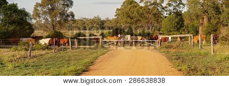 Cattle Droving Across A Dirt Road At Sunrise In Australia