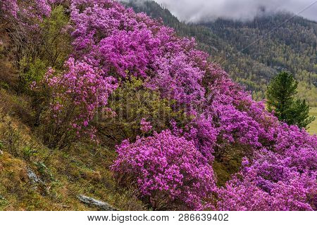 Amazing Spring View With Purple Flowers Of Rhododendron Ledebour Growing On The Slope Of The Mountai