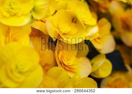 Yellow Flowers Begonias. Beautiful Yellow Begonia Big Flower Scientific .begonia Blooming In The Gar