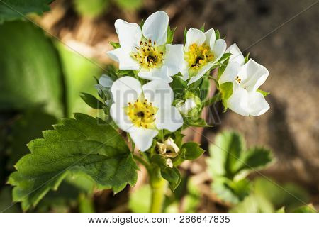 Flowering Strawberries.landscape Of Strawberry Garden With Sunrise, Fresh Strawberry Flowers In Stra