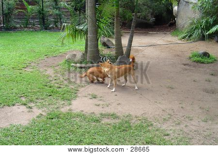 Jogo do Dingo