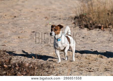 Young Dog Breed Jack Russell On A Walk On A Sunny Afternoon Frolics With A Girlfriend On A Sandy Bea