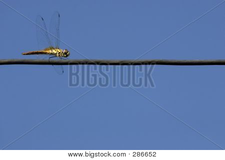 Dragonfly