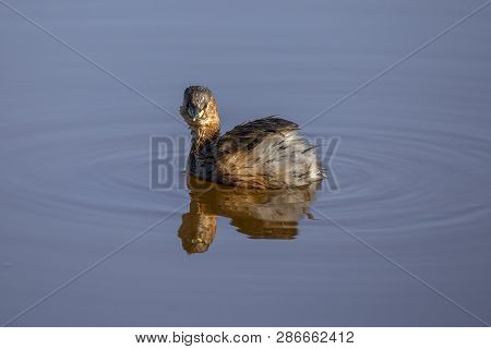 Little Grebe In Llobregat Delta, Catalonia, Spain