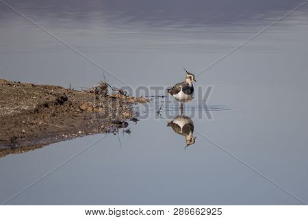 Lapwings In Llobregat Delta With Reflection, Catalonia, Spain