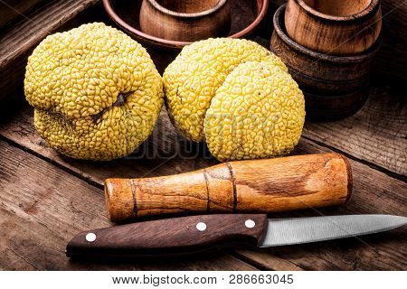 Maclura Orange Or Apple Macaroni