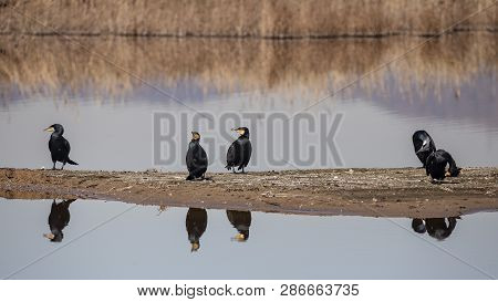 Great Cormorants In Llobregat Delta, Catalonia, Spain