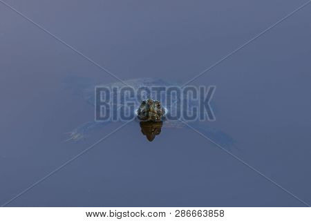 Trachemys Scripta Elegans In Llobregat Delta, Catalonia, Spain
