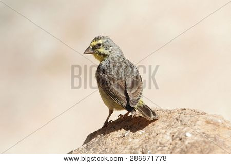 Yellow Fronted Canary, Crithagra Mozambica