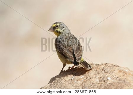 Yellow Fronted Canary, Crithagra Mozambica