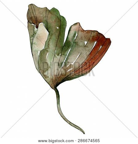 Green Red Ginkgo Biloba Leaf. Watercolor Background Illustration Set. Isolated Gingko Illustration E