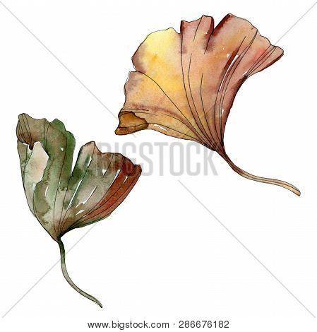 Green Red Ginkgo Biloba Leaves. Watercolor Background Illustration Set. Isolated Gingko Illustration