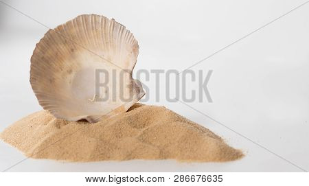 Mediterranean Scallop, Pecten Jacobaeus Seashell And Sand On White