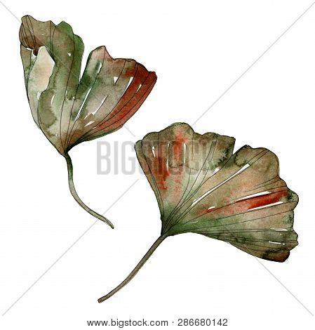 Green Red Ginkgo Biloba Leaves. Watercolor Background Illustration Set. Isolated Gingko Illustration
