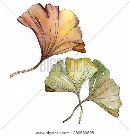 Green Red Ginkgo Biloba Leaves. Watercolor Background Illustration Set. Isolated Gingko Illustration