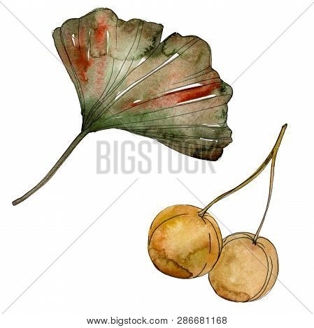 Green Red Ginkgo Biloba Leaves. Watercolor Background Illustration Set. Isolated Gingko Illustration