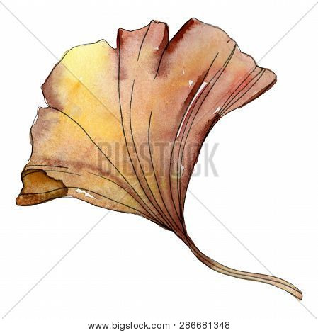 Green Red Ginkgo Biloba Leaf. Watercolor Background Illustration Set. Isolated Gingko Illustration E
