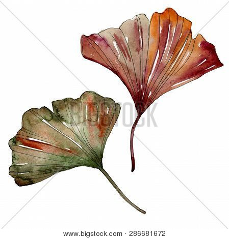 Green Red Ginkgo Biloba Leaves. Watercolor Background Illustration Set. Isolated Gingko Illustration