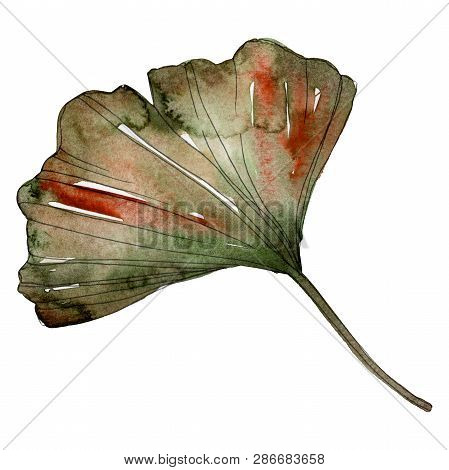 Green Red Ginkgo Biloba Leaf. Watercolor Background Illustration Set. Isolated Gingko Illustration E
