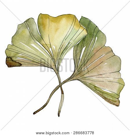 Green Red Ginkgo Biloba Leaves. Watercolor Background Illustration Set. Isolated Gingko Illustration