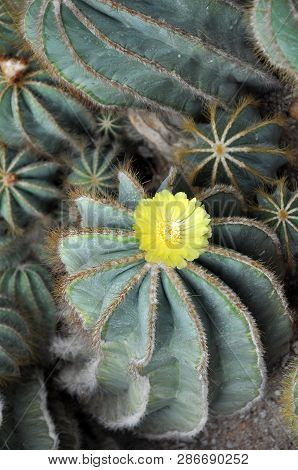 Blooming Cactus With Yellow Flower On The Top, Selective Focus