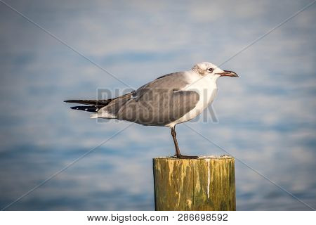 A White And Grey Laughing Gull In Anna Maria Island, Florida