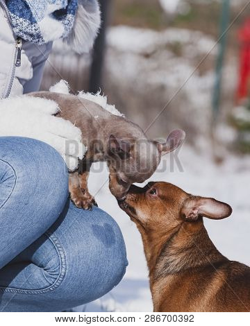 Unrecognizable Person With Small Tiny Daschund Dog Puppy And Miniature Pinscher While Snow Is Snowin