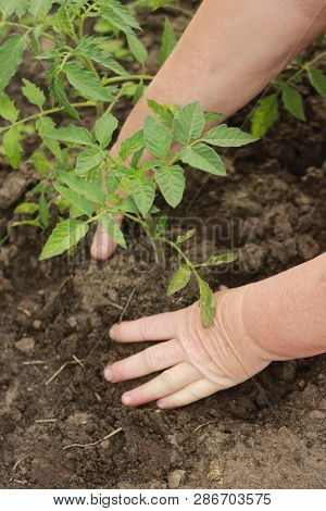 Farmers Hands Planting A Tomato Seedling In The Vegetable Garden